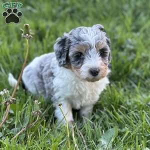 Peach, Mini Bernedoodle Puppy